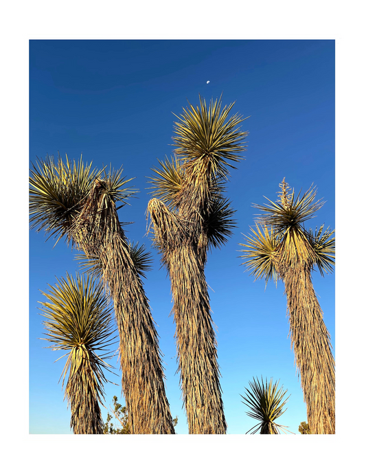 photo print of joshua trees against the sky